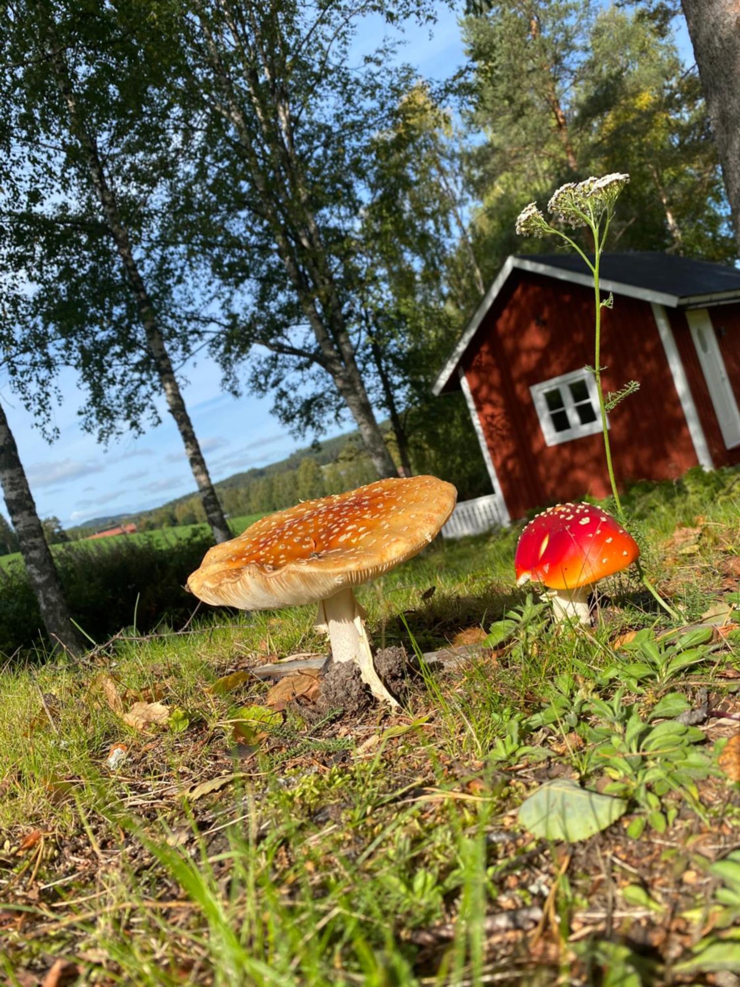 Sunshine Stuga Bergvik Gallo Extérieur photo
